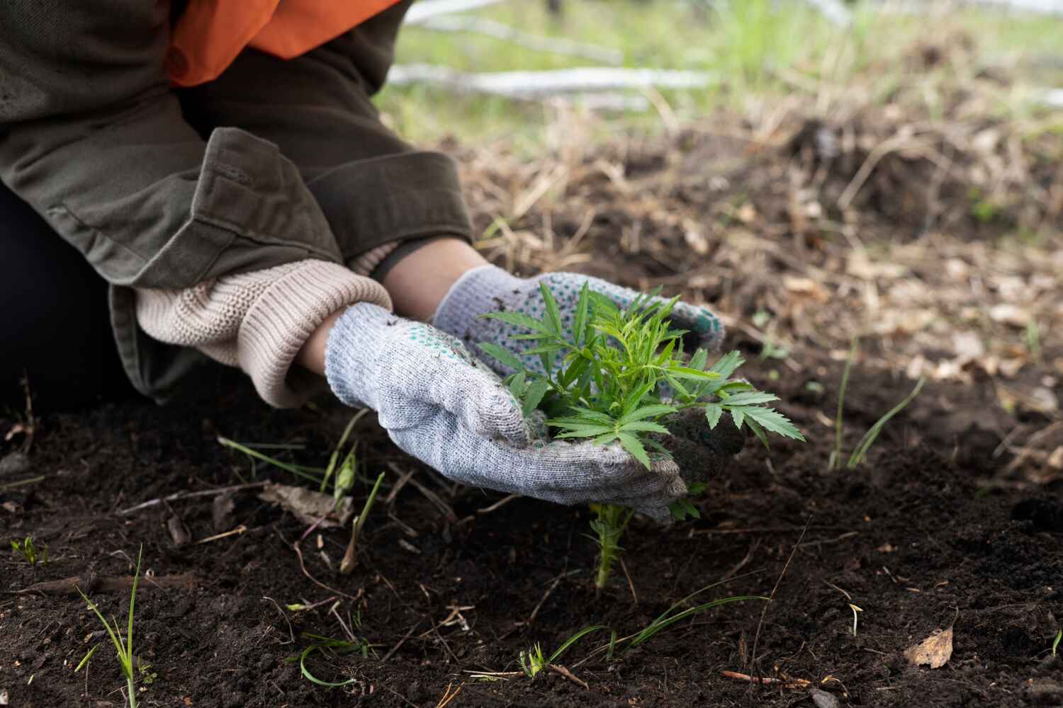 The Steps Involved in Our Tree Care Process in Purvis, MS